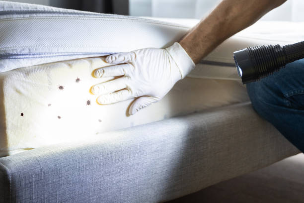 Best Affordable Pest Control Services  in Mount Olive, IL