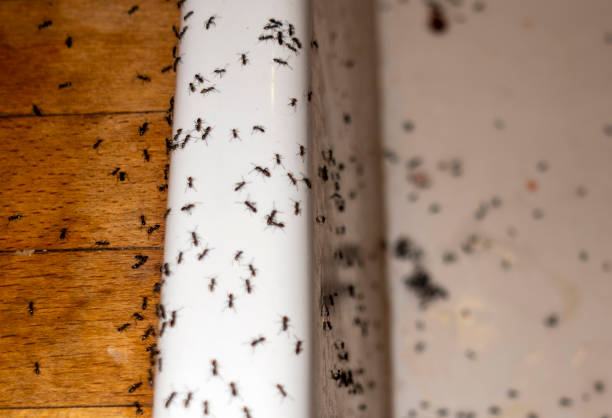 Best Bed Bug Extermination  in Mount Olive, IL