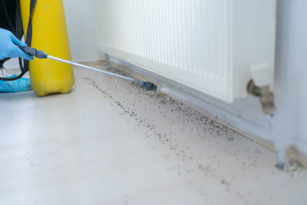 Best Local Pest Control Services  in Mount Olive, IL