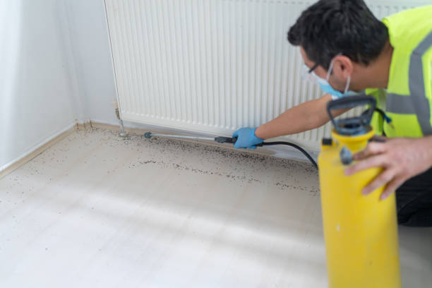 Best Wasp Removal Services  in Mount Olive, IL